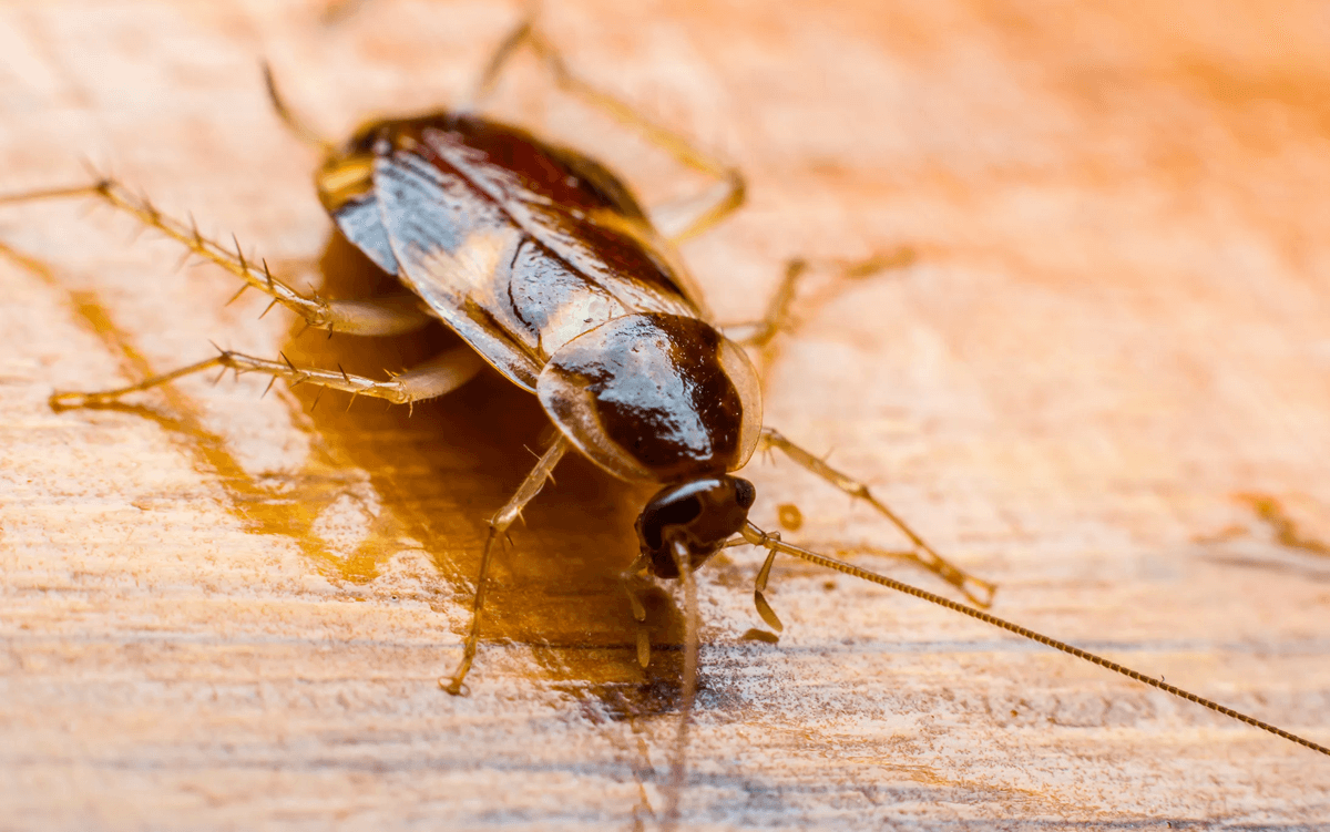 10 Cockroach Facts, Myths and Misconceptions Explained